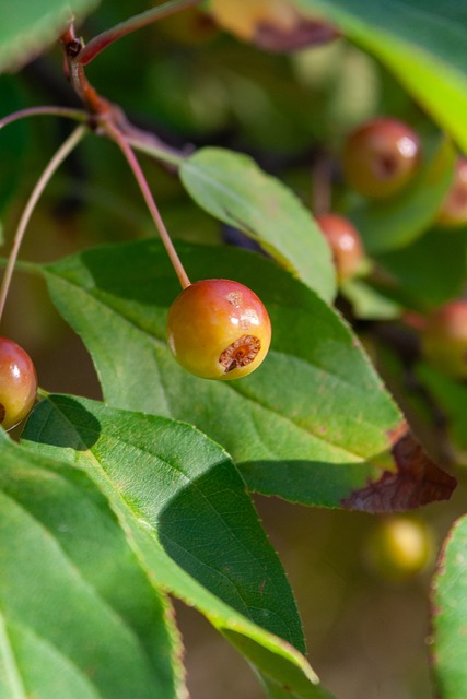 难的胜利 难的胜利